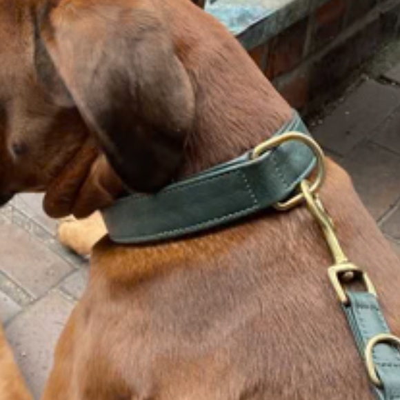 WILLIAM WALKER COLLAR LEATHER - Picture 7 of 8